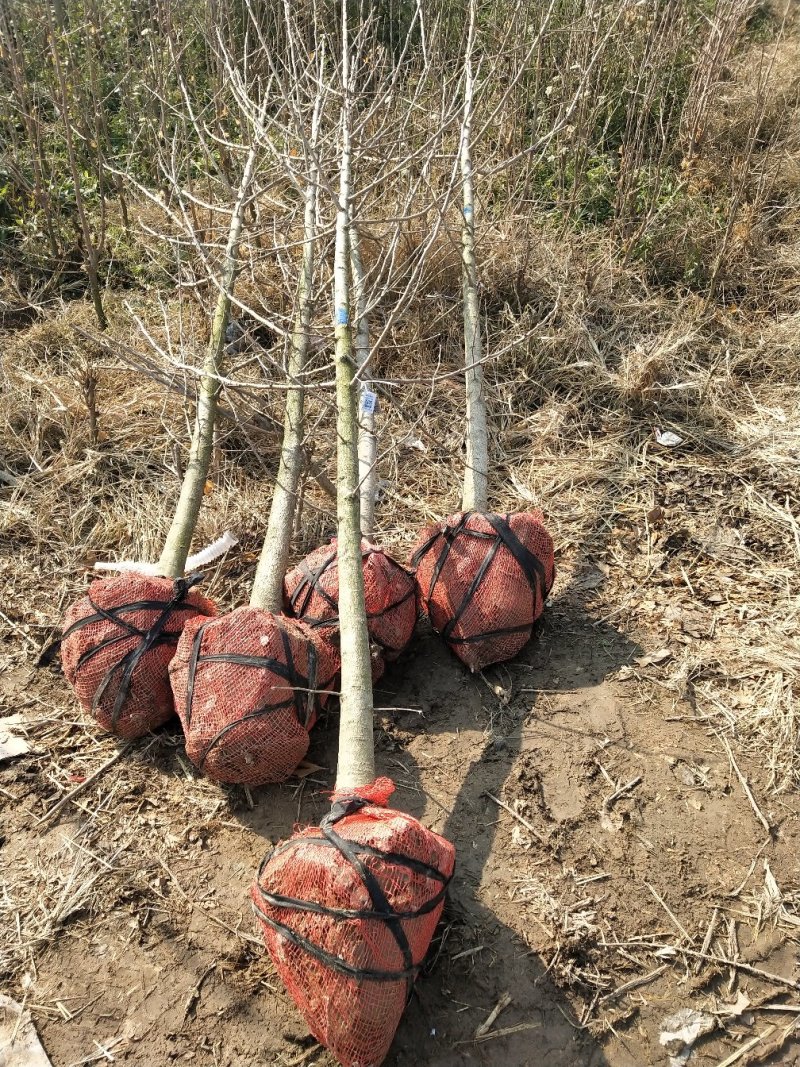 3到7公分银杏树苗苗圃现挖新苗苗圃现挖，可土球