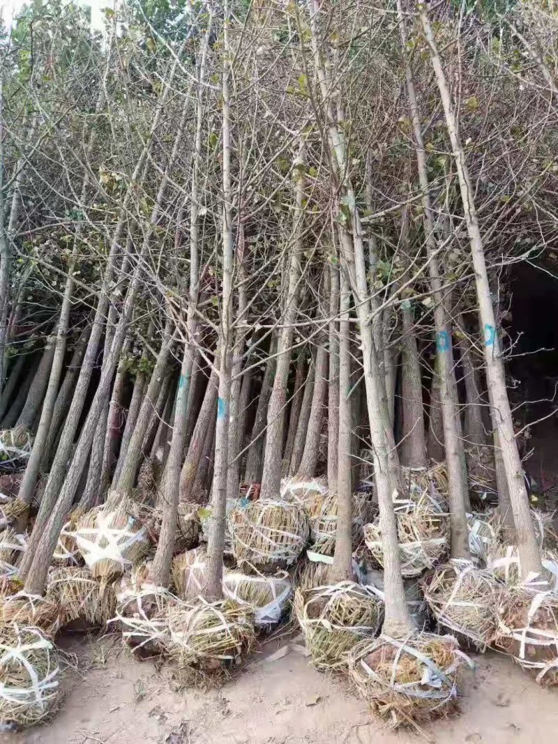3到7公分银杏树苗苗圃现挖新苗苗圃现挖，可土球