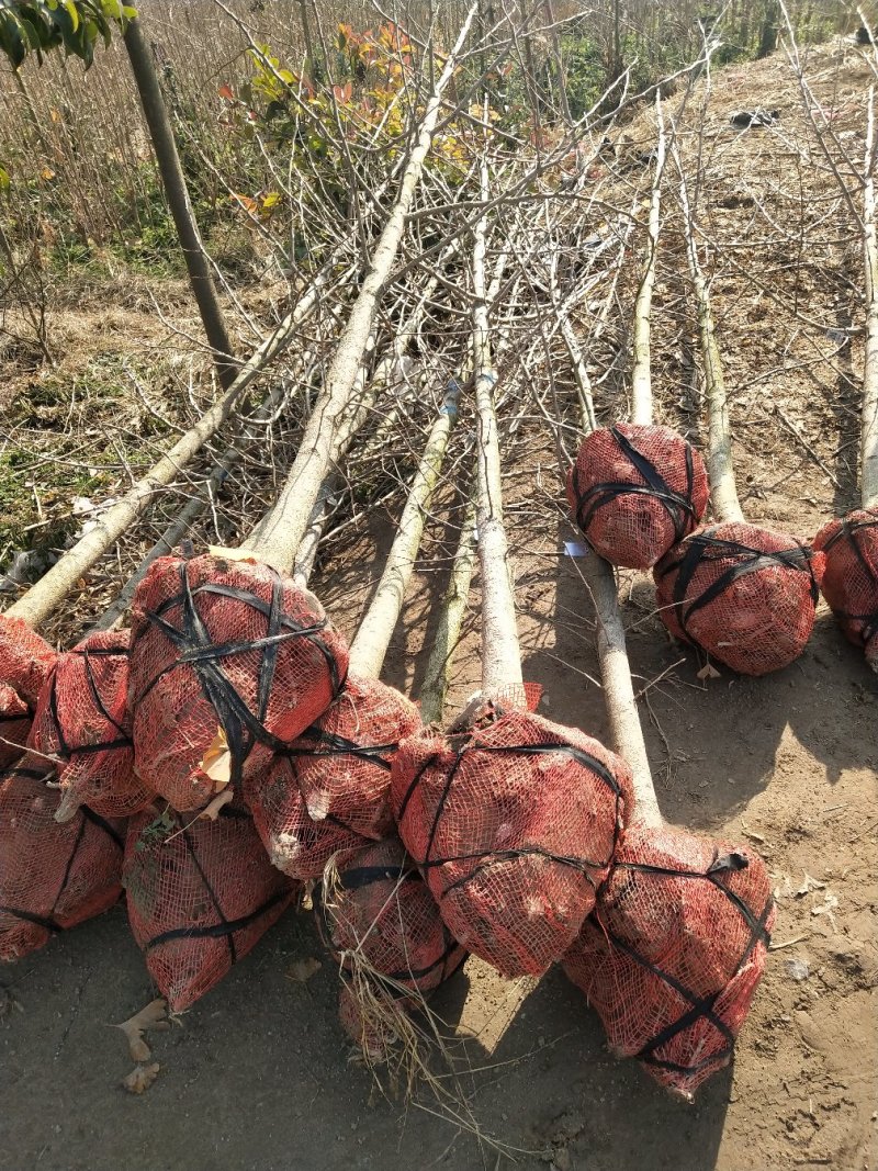3到7公分银杏树苗苗圃现挖新苗苗圃现挖，可土球