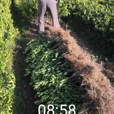 皇帝柑苗贡柑苗味很甜