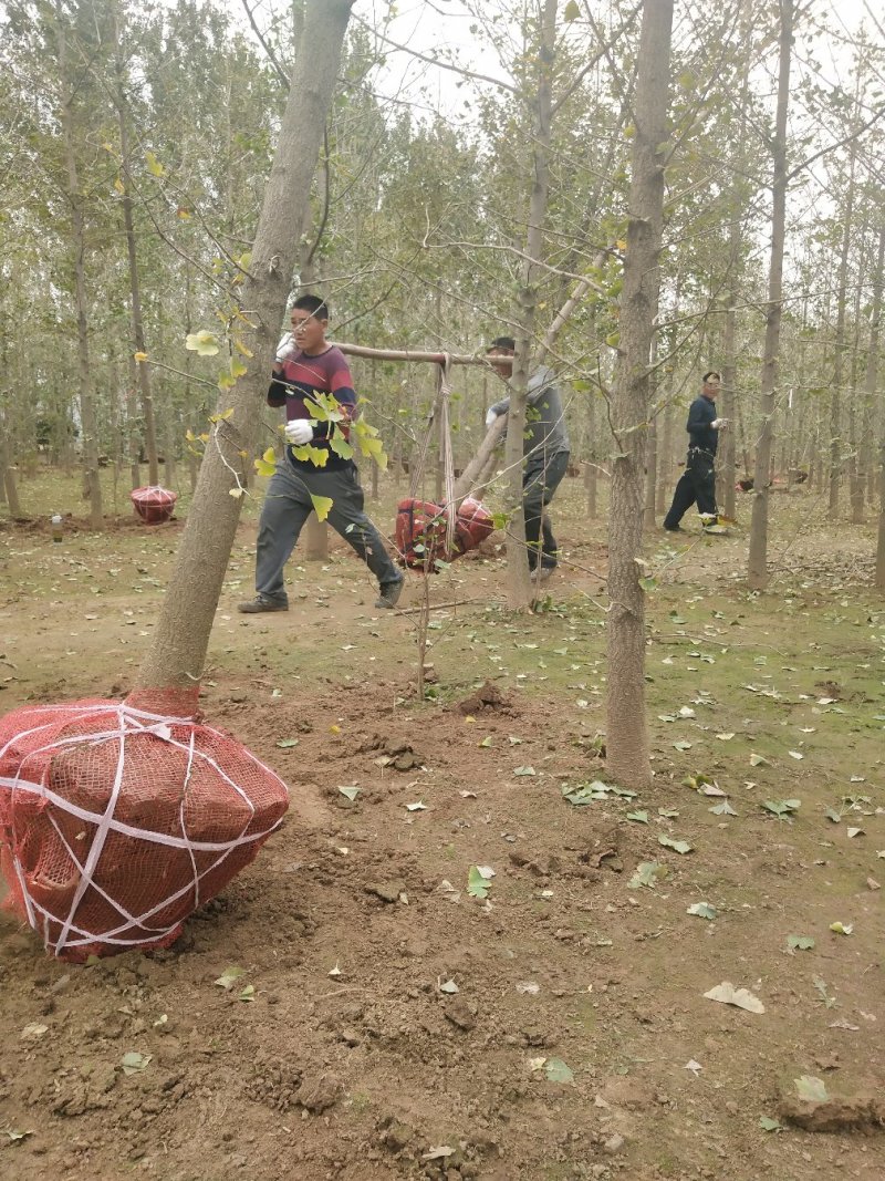 3到7公分银杏树苗苗圃现挖新苗苗圃现挖，可土球