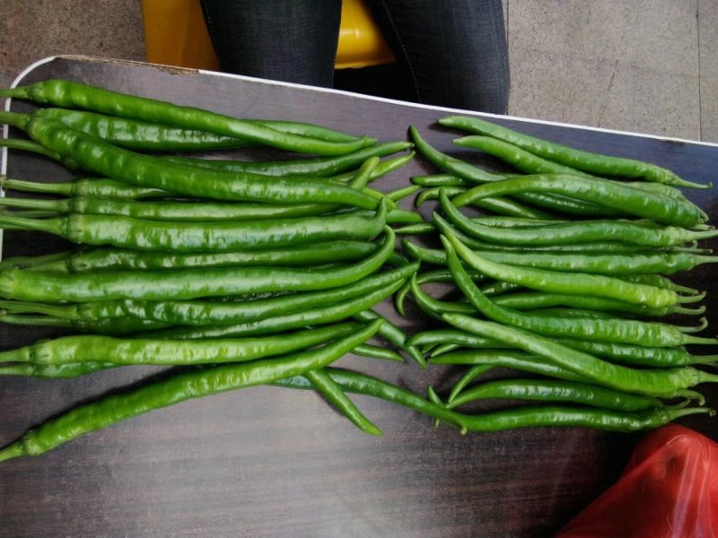 精品广西线辣椒上市条形好颜色青量大价优