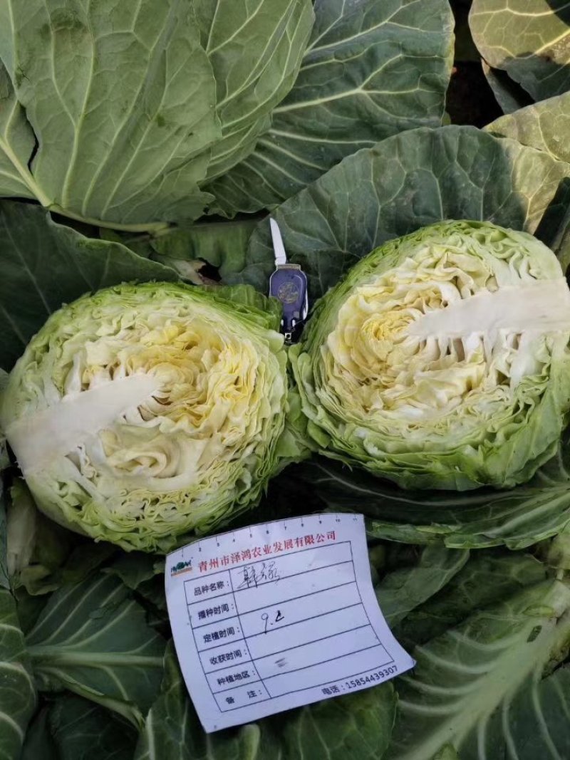 甘蓝苗，韩绿甘蓝苗，春秋绿甘蓝苗包菜苗，洋白菜苗