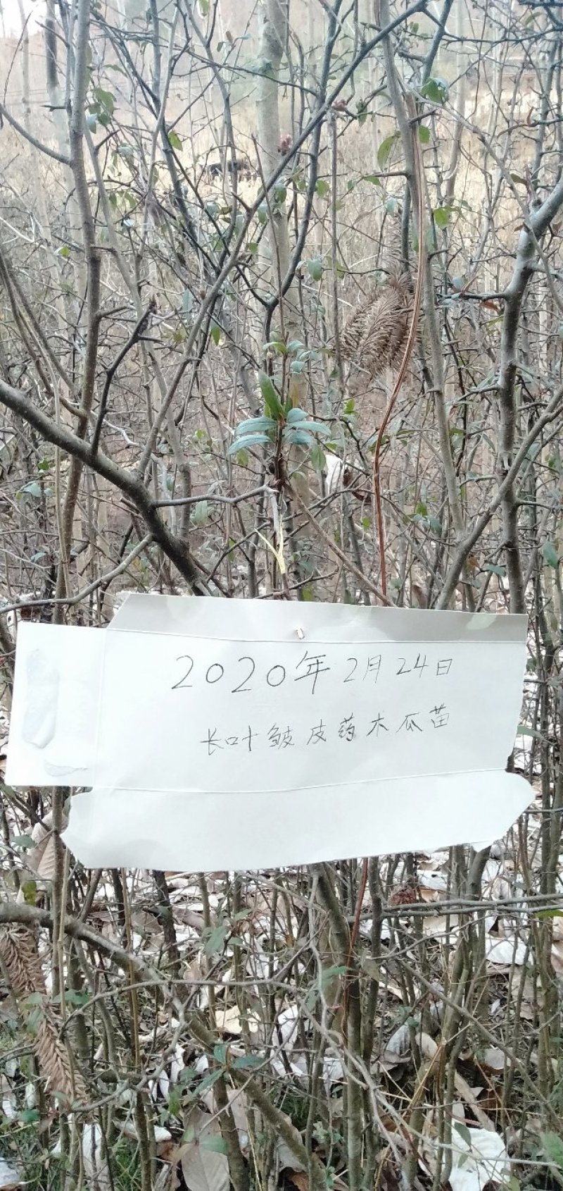 陕西精品皱友药木瓜，长叶木瓜苗，