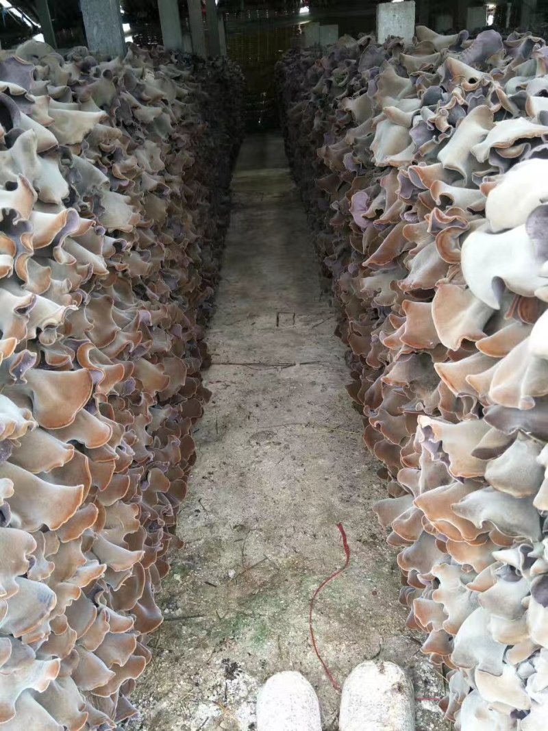 木耳