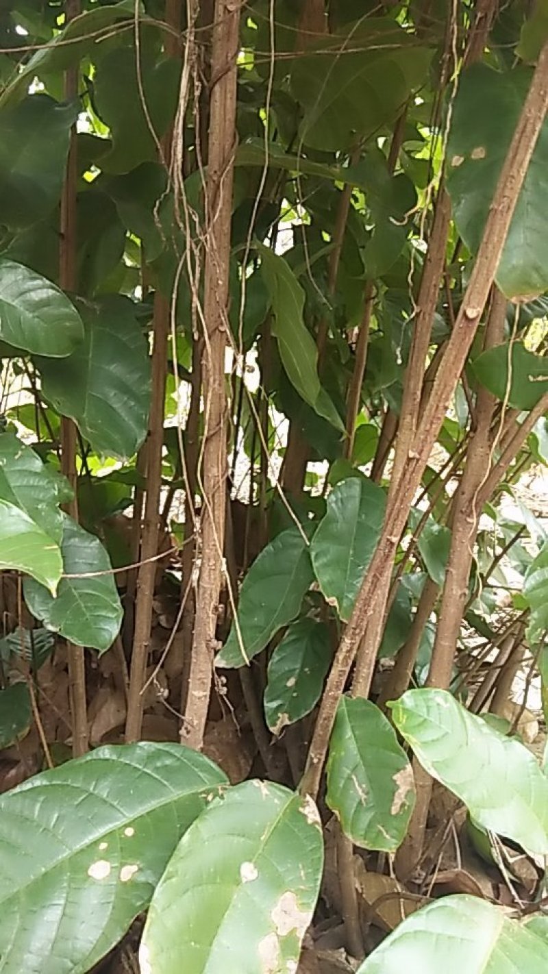 萍婆树，六旺树，风景树苗