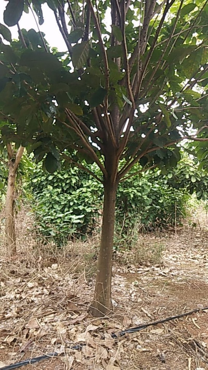 萍婆树，六旺树，风景树苗