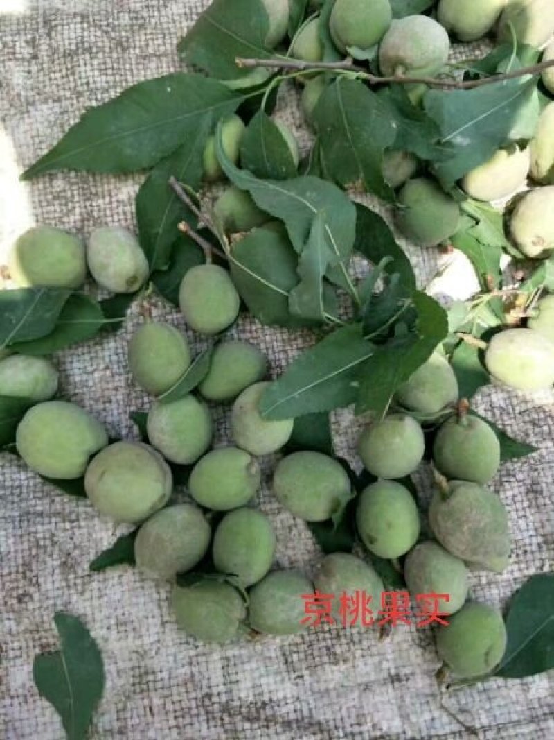 京桃米径4公分以上可观花可结果，物流便捷支持线上保障交易