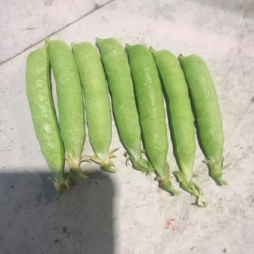 豌豆