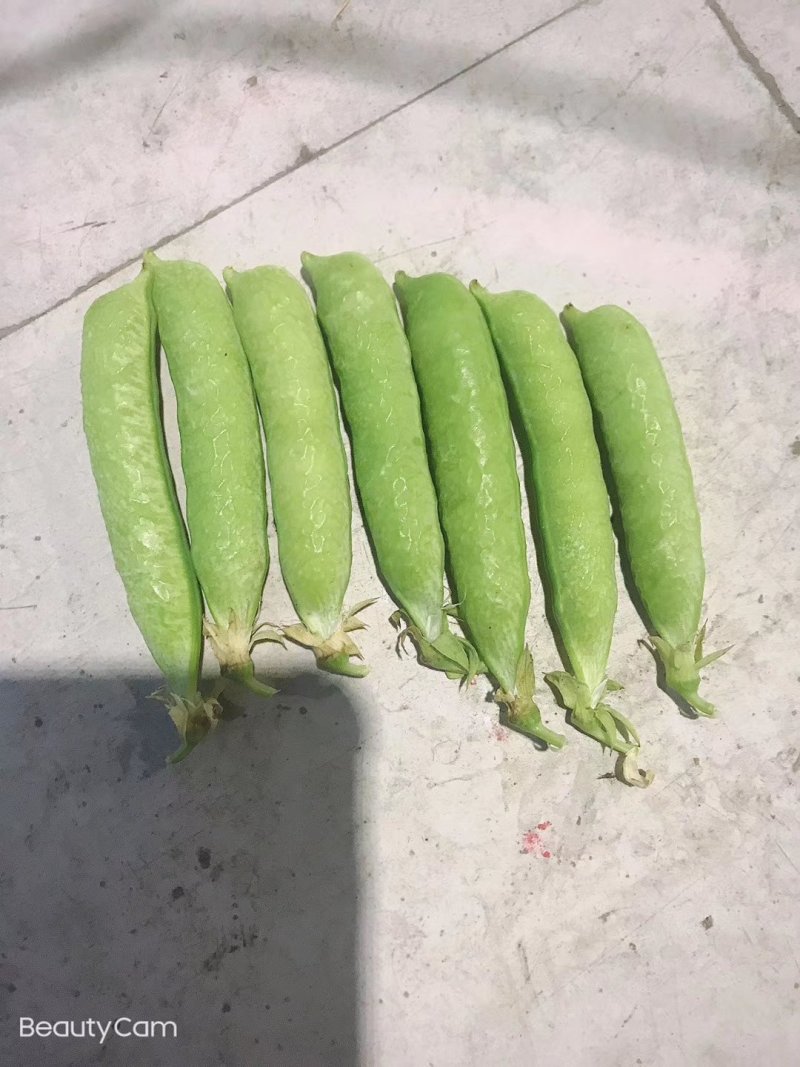 豌豆