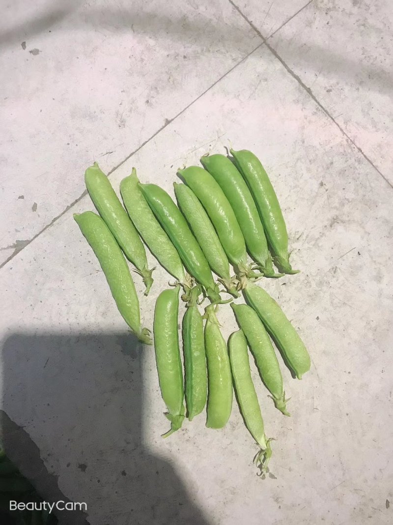 豌豆
