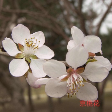 京桃米径4公分以上可观花可结果，物流便捷支持线上保障交易