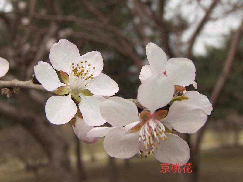 京桃米径4公分以上可观花可结果，物流便捷支持线上保障交易