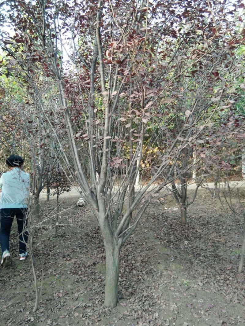 紫叶李，常年低价供应6-20公，各种规格紫叶李，价格低