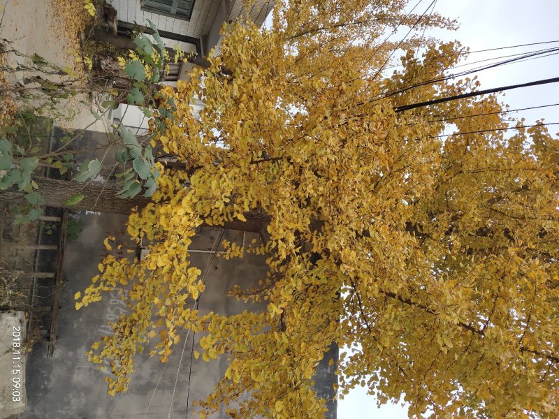 银杏之乡欢迎您，出售各种规格的银杏树，全国大的银杏产地