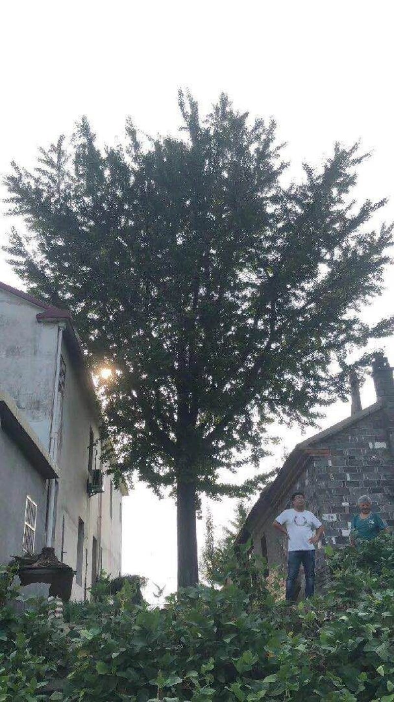 银杏之乡欢迎您，出售各种规格的银杏树，全国大的银杏产地