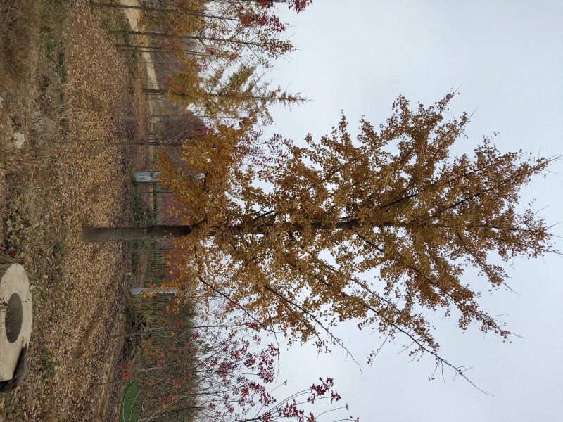银杏之乡欢迎您，出售各种规格的银杏树，全国大的银杏产地