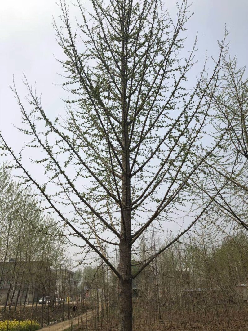 银杏之乡欢迎您，出售各种规格的银杏树，全国大的银杏产地