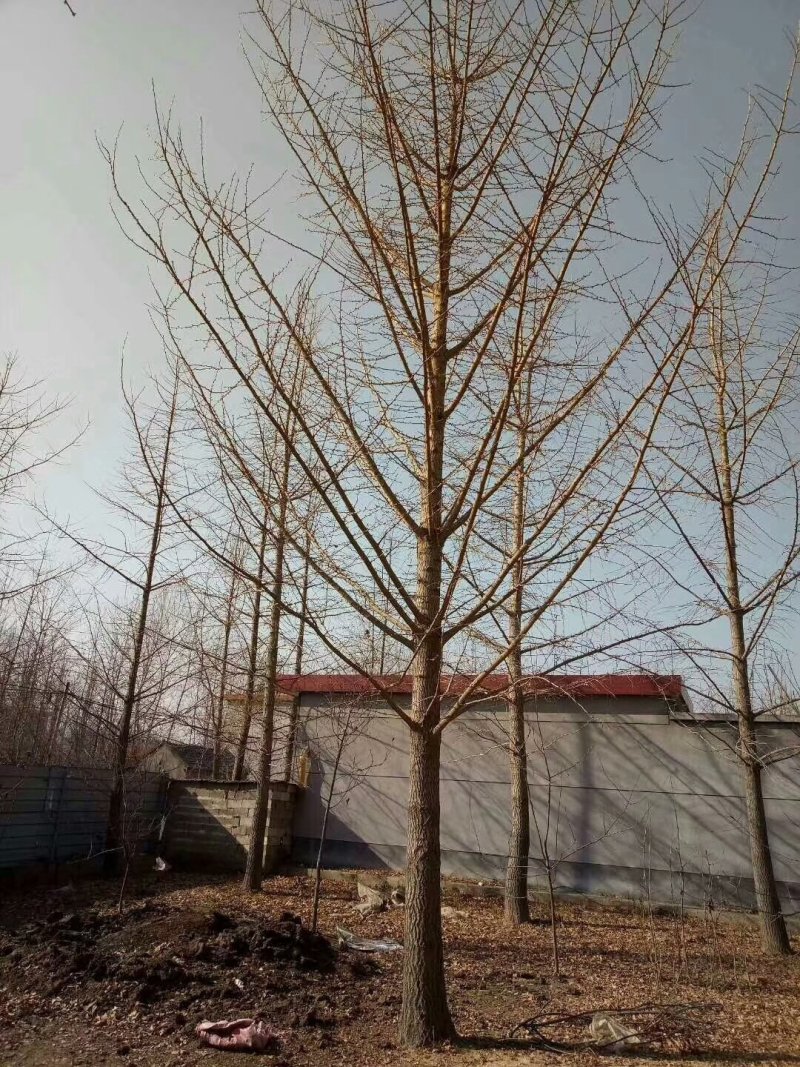 银杏之乡欢迎您，出售各种规格的银杏树，全国大的银杏产地