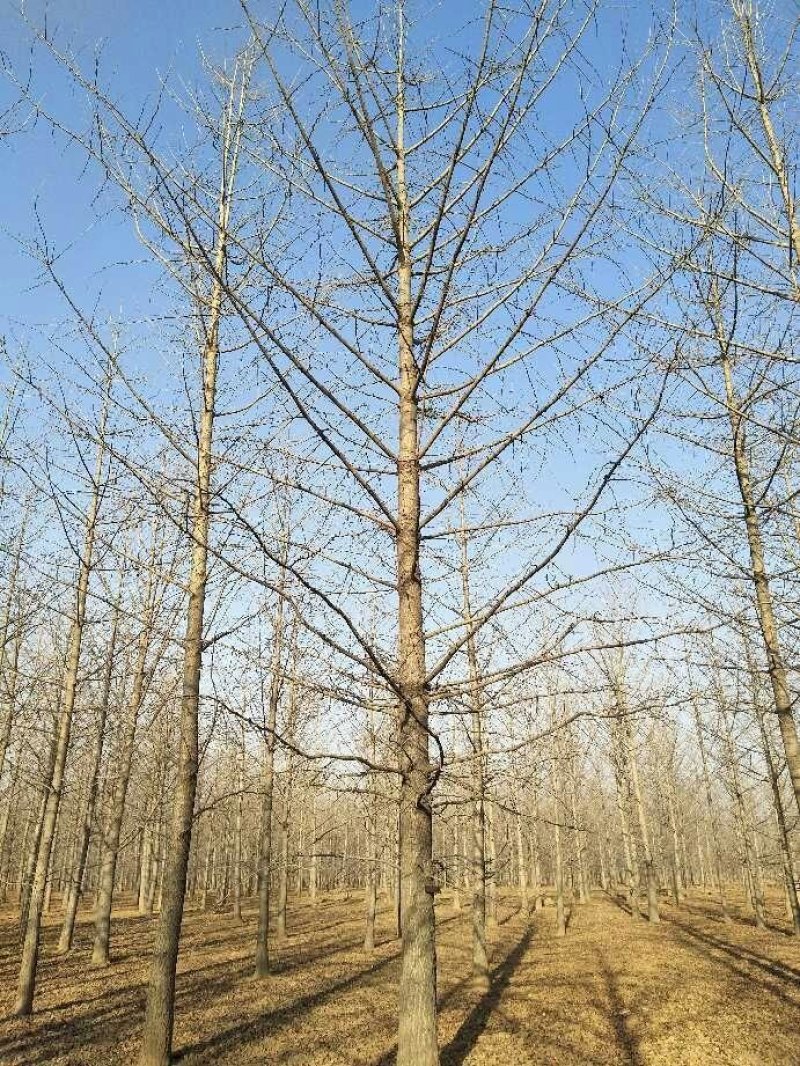 银杏之乡欢迎您，出售各种规格的银杏树，全国大的银杏产地