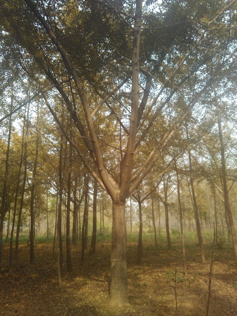 银杏之乡欢迎您，出售各种规格的银杏树，全国大的银杏产地