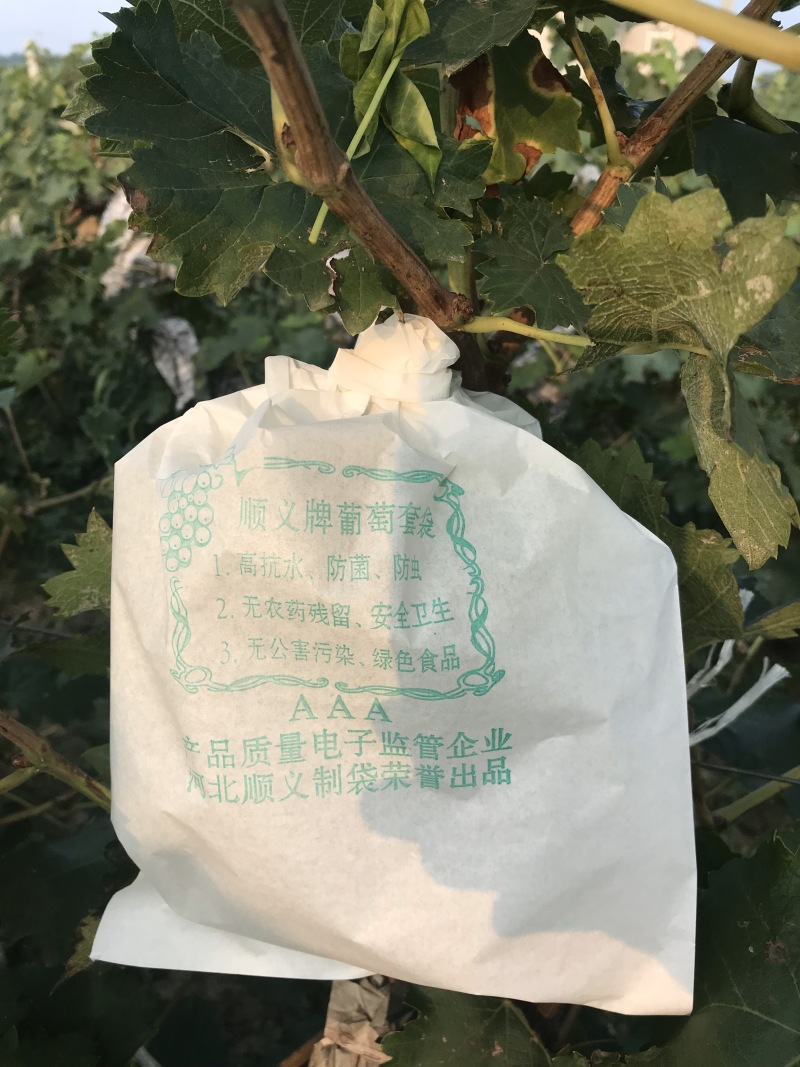 葡萄套袋葡萄袋防菌防水透气厂家批发