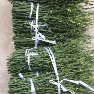 091无核沃柑沃柑中的新贵保成活高产量质量保