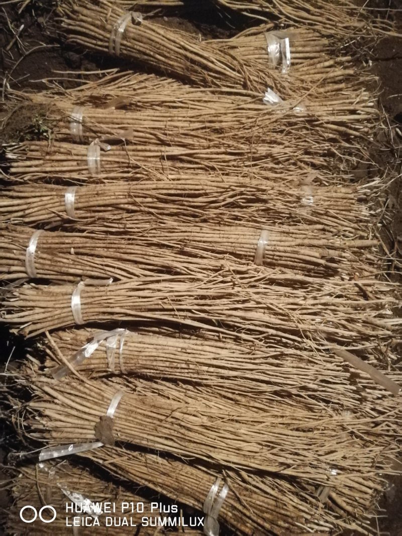 黄芪苗，绵黄芪苗，底杆黄芪苗产地供货