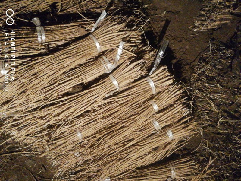 黄芪苗，绵黄芪苗，底杆黄芪苗产地供货