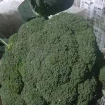耐寒
