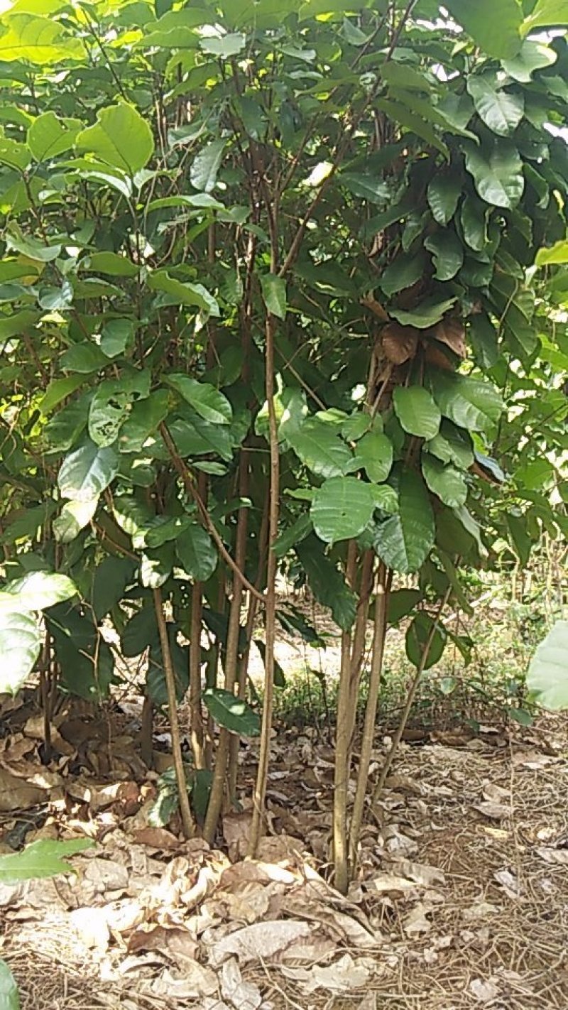 六旺树，萍婆树，风景树量大价格优惠商议