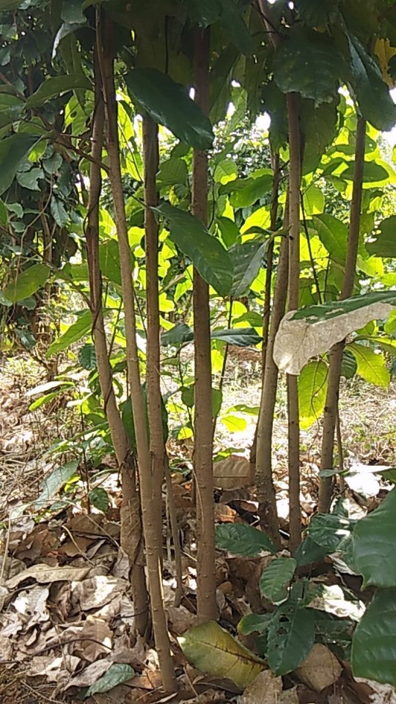 六旺树，萍婆树，风景树量大价格优惠商议