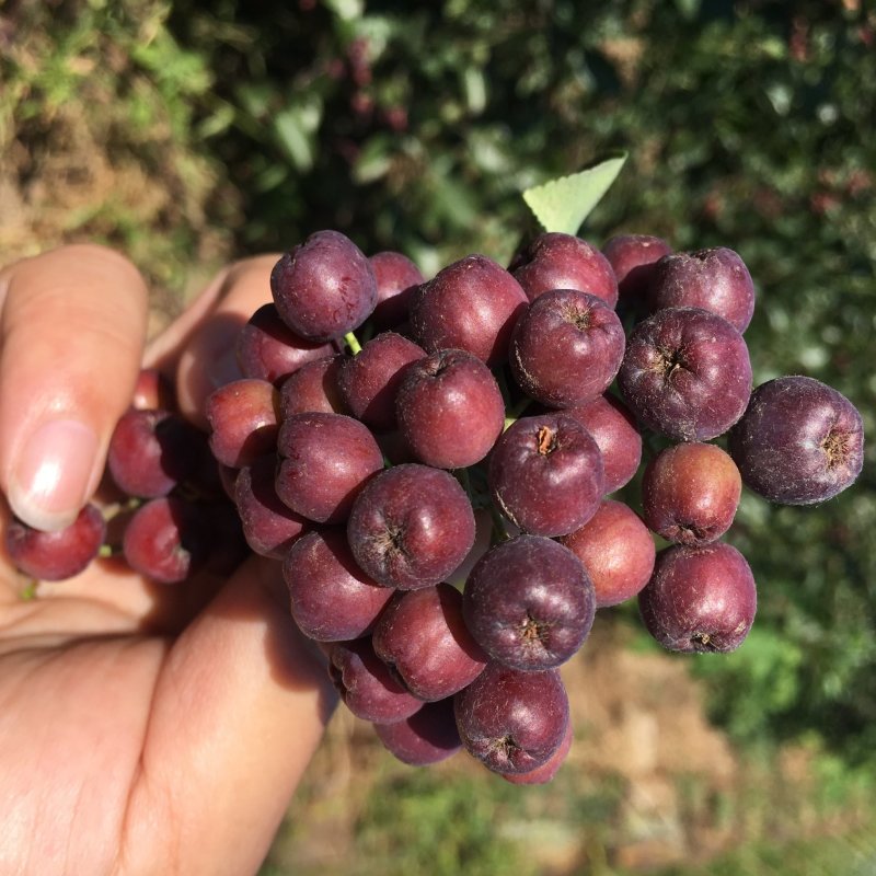 批发黑果腺肋花楸花秋种苗结果用果花楸