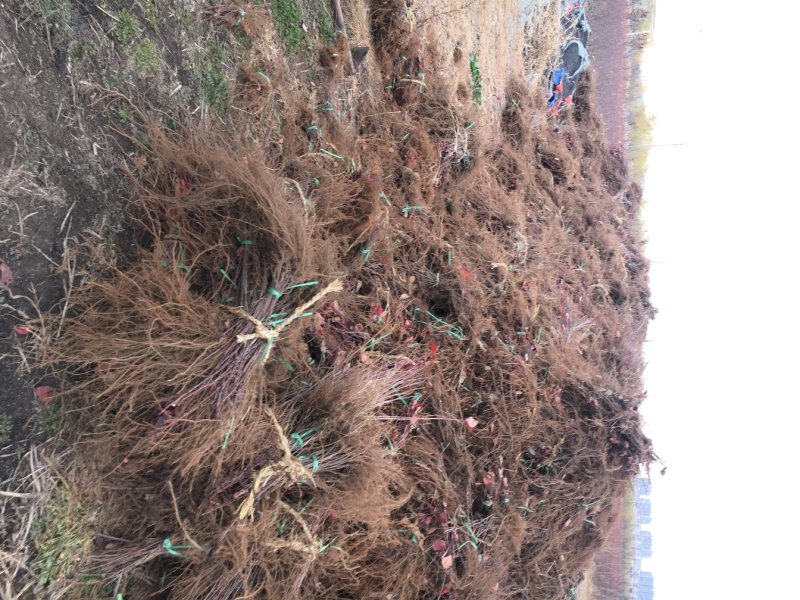 批发黑果腺肋花楸花秋种苗结果用果花楸