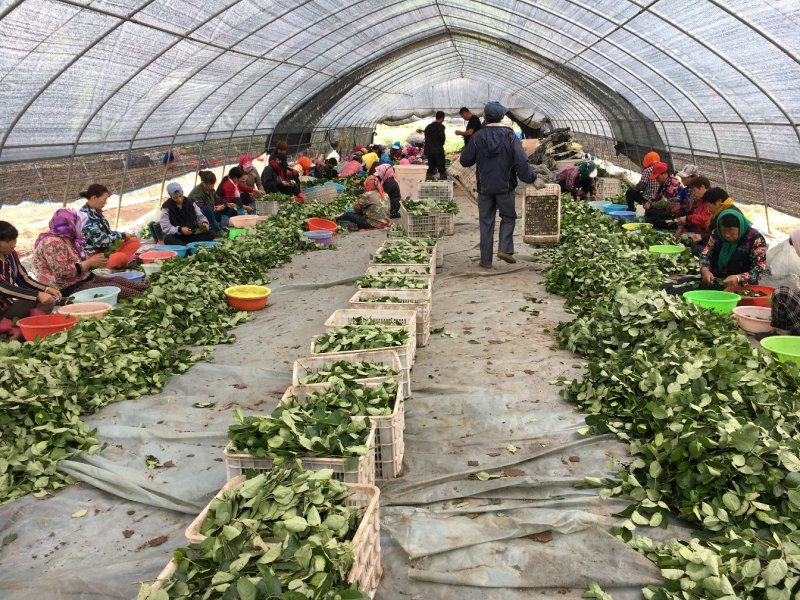 批发黑果腺肋花楸花秋种苗结果用果花楸