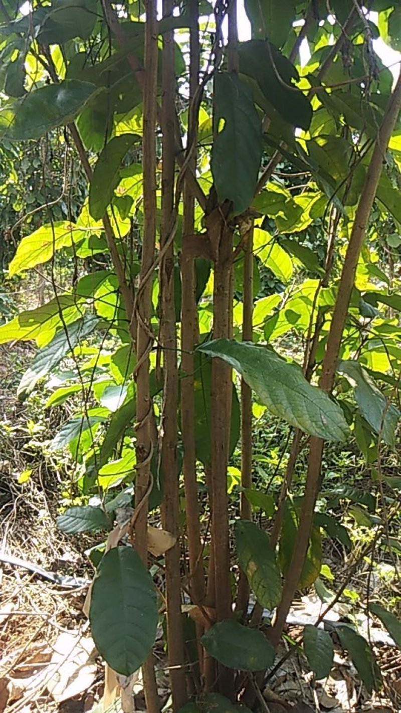 六旺树，萍婆树，风景树量大价格优惠商议