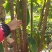 六旺树，萍婆树，风景树量大价格优惠商议