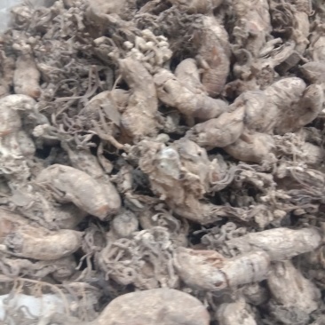 金蝉花，常年批发中药材金蝉花冷背药材量大从优