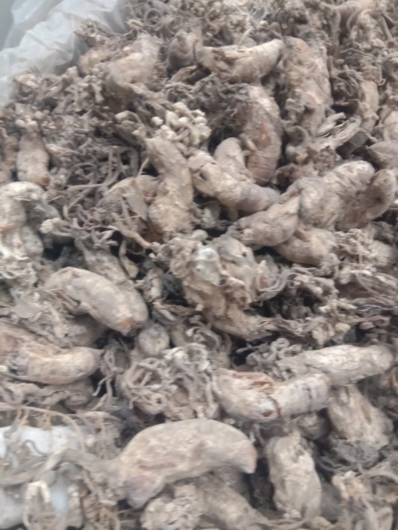 金蝉花，常年批发中药材金蝉花冷背药材量大从优