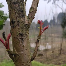 露天一级红油春芽