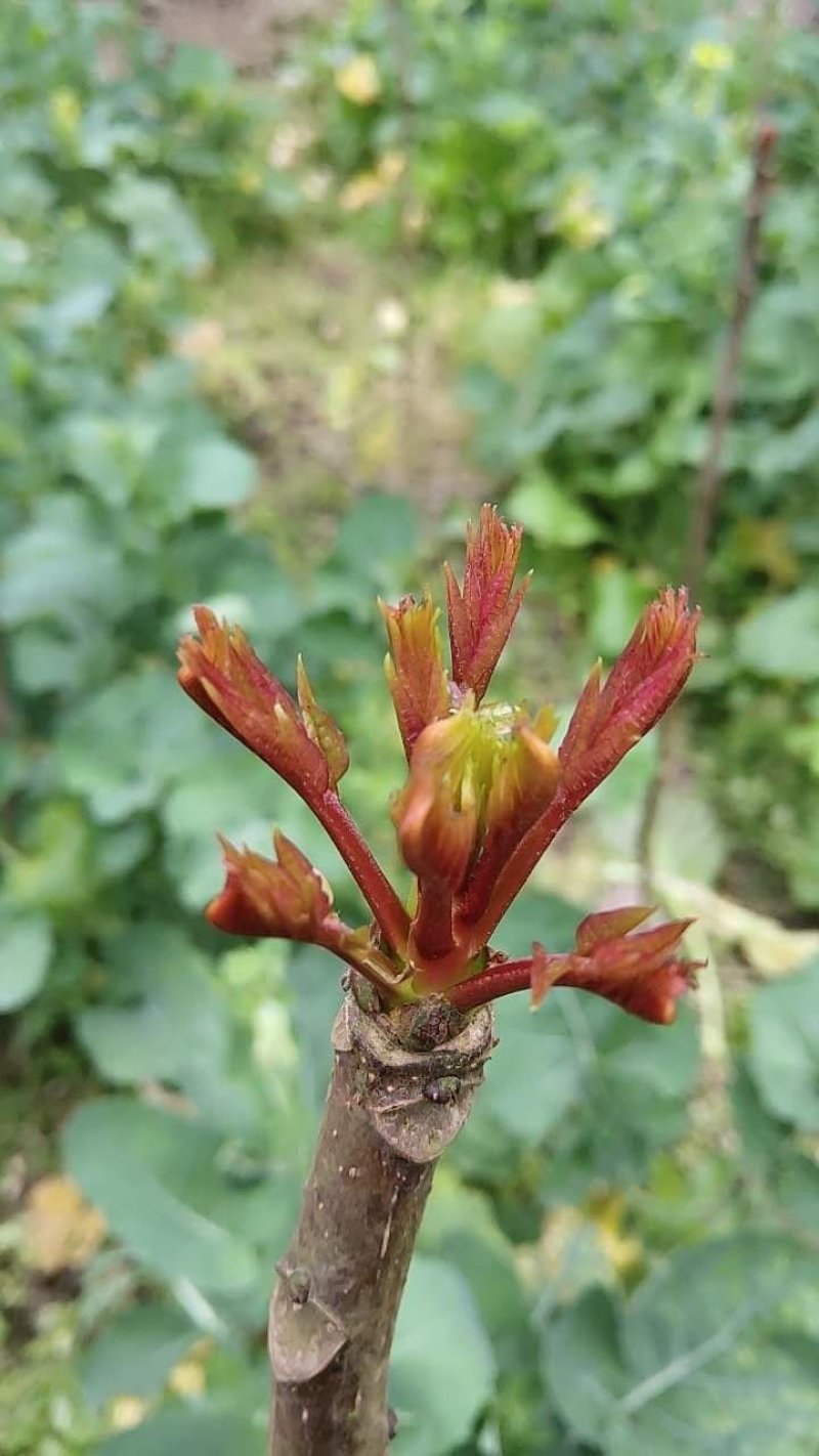 露天一级红油春芽