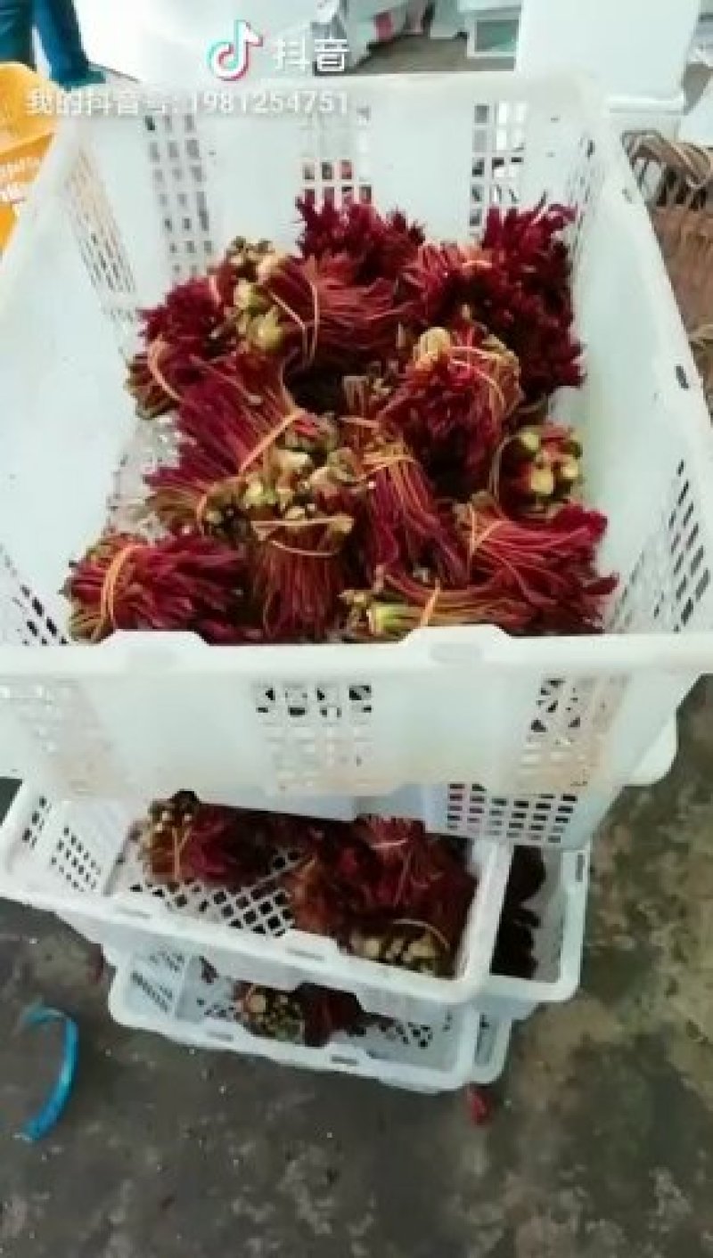 露天一级红油春芽