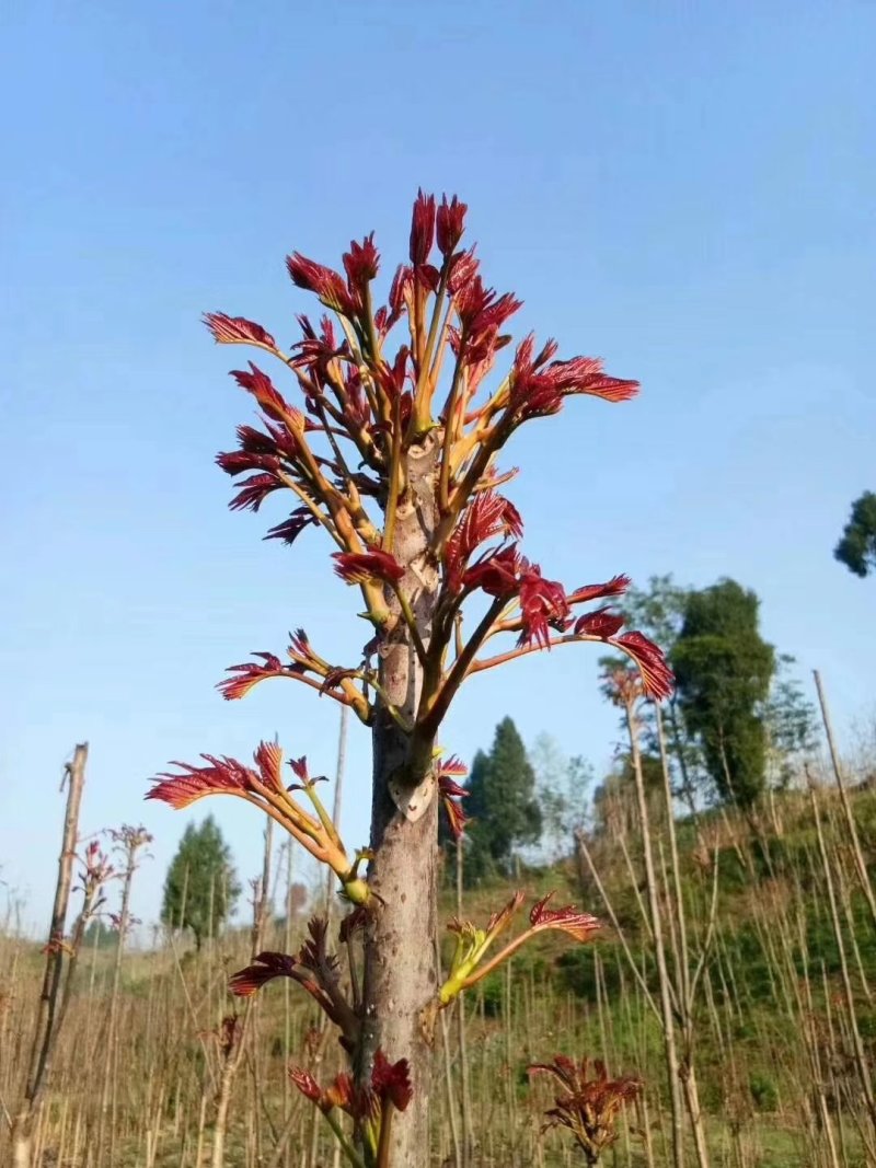 露天一级红油春芽