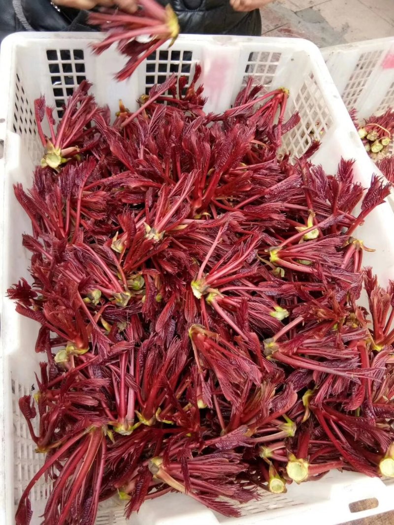 露天一级红油春芽