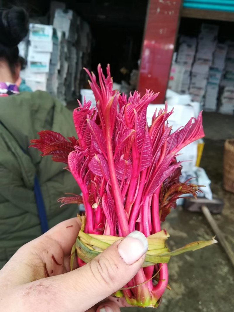 露天一级红油春芽