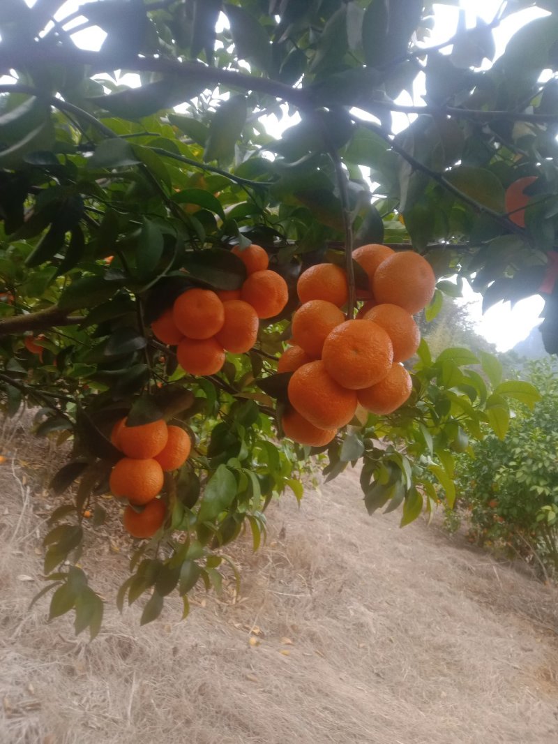 砂糖橘
