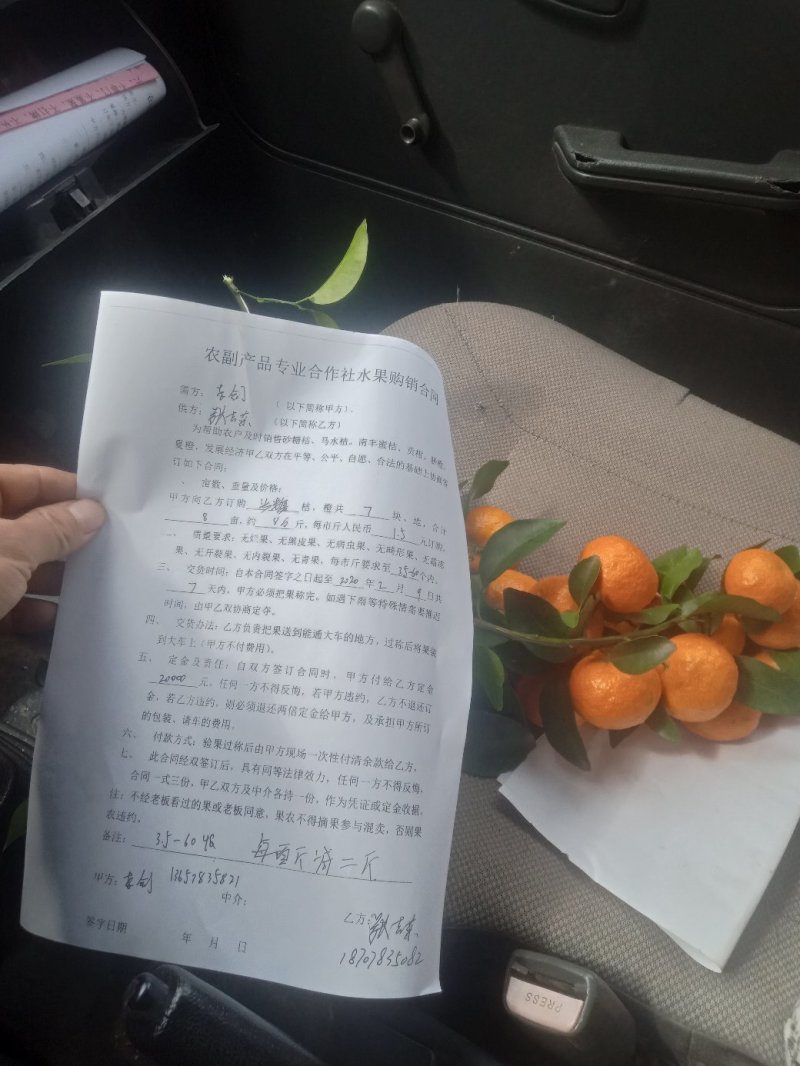 砂糖橘