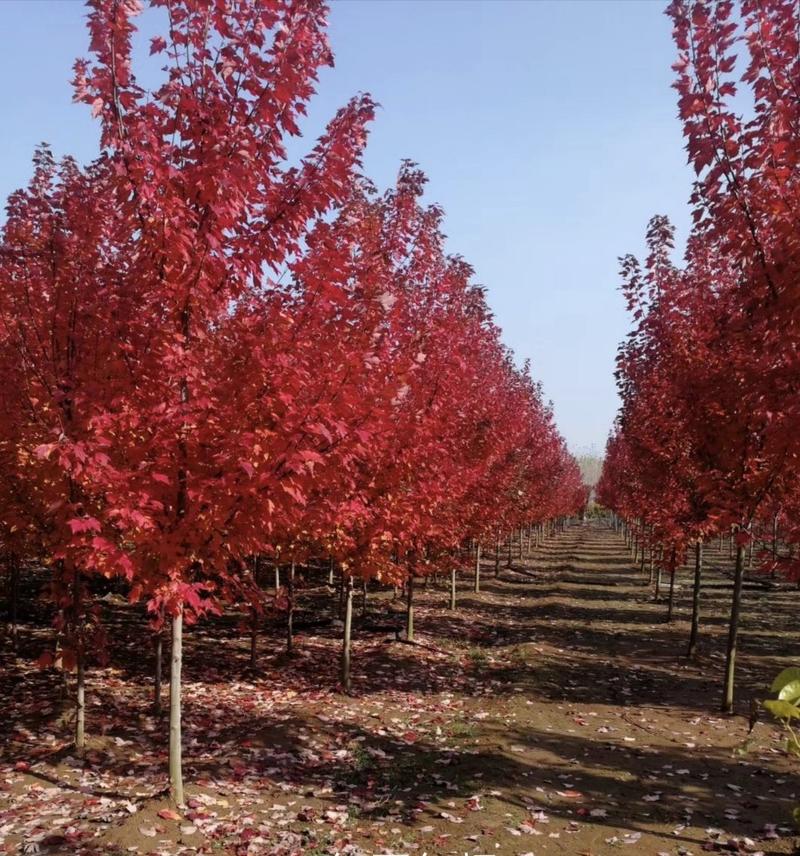 山东彩盛苗木有限公司供应各种规格的美国红枫