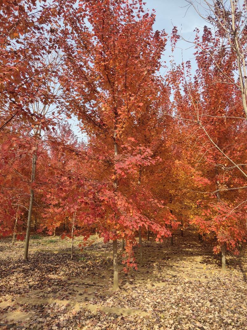 山东彩盛苗木有限公司供应各种规格的美国红枫
