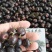 江西蜘蛛果苗基地特色水果肉算盘红果参种苗挂果快易成活